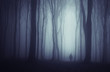 spooky dark forest with mysterious man walking on a path