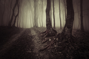 Wall Mural - road through spooky forest and tree roots