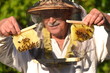 pszczelarz trzyma ramki z małego ulika weselnego w pasiece