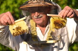 Fototapeta Zwierzęta - pszczelarz trzyma ramki z małego ulika weselnego w pasiece