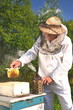 doświadczony pszczelarz pracujący w pasiece  