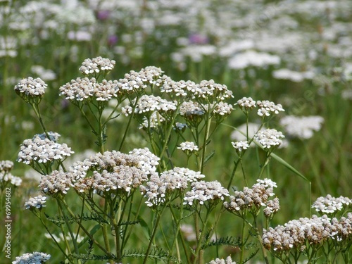 Yarrow garden