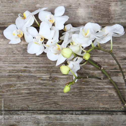Obraz na płótnie canvas Biała orchidea (phalaenopsis)