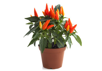 Wall Mural - Orange peppers