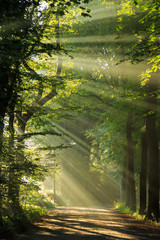 Sun rays shining through the trees in a forrest.