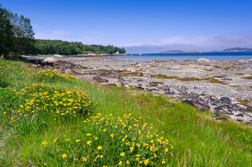 Beautiful summer fauna on Norwegian sea coast