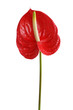 red anthurium flower isolated on white
