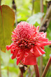 Red Torch Ginger Flower
