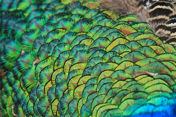  peacock feather texture