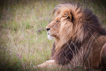 Wall Mural - lion profile