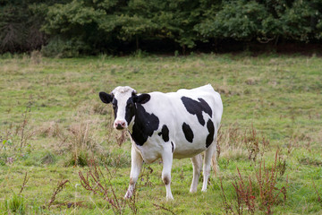 cow on a meadow