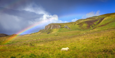 Poster - Rain over pasture