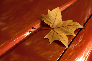 The golden autumn leaf on the car