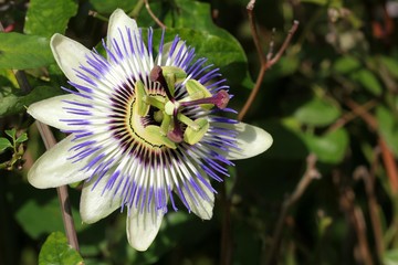 Passionflower