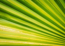 Texture Of Green Palm Leaf