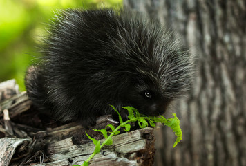 Wall Mural - baby porcupine (erethizon dorsatum) sniffs at fern
