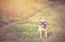 Vintage Photo Of A French Bulldog In The Green