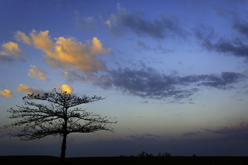 Fiery Tree Sunrise