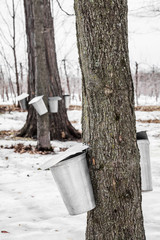 Wall Mural - forest of maple sap buckets on trees