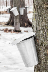 Wall Mural - forest of maple sap buckets on trees