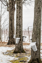 Wall Mural - forest of maple sap buckets on trees