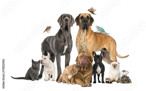 Tapeta ścienna na wymiar Group of pets - Dog,cat,bird,reptile,rabbit