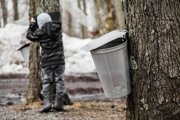 Wall Mural - kids lookin into the maple sap buckets