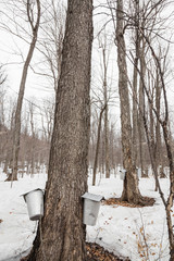 Wall Mural - forest of maple sap buckets on trees