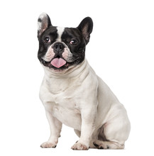 French Bulldog (18 Months Old)