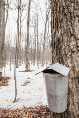 Wall Mural - forest of maple sap buckets on trees