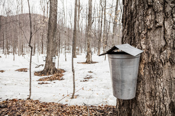 Wall Mural - forest of maple sap buckets on trees