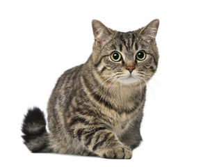 Naklejka na meble cat (1 year old)