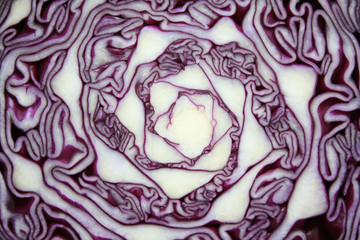 Wall Mural - red cabbage