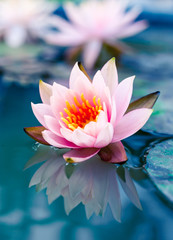 beautiful pink waterlily or lotus flower in pond