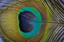 A Peacock Feather Macro Photo
