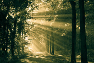 Wall Mural - sun rays shining through the trees, vintage look.