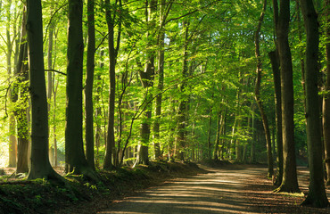 Wall Mural - late summer morning at a lane in the forrest.
