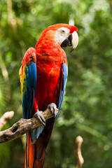 Sticker - Portrait of ..Portrait of Scarlet Macaw parrot