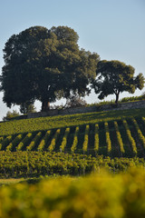 Wall Mural - Saint-Emilion-Vineyard landscape-Vineyard south west of France