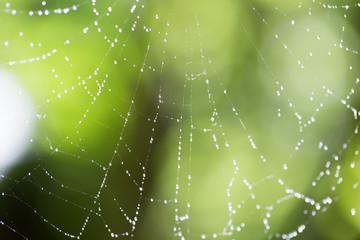 Wall Mural - Spider on web covered by water drops, green background