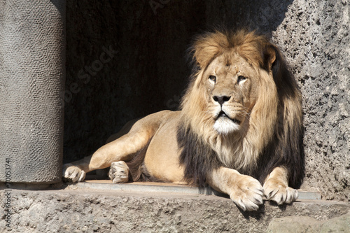 Naklejka samoprzylepna Lew mężczyzna w zoo artis, amsterdam