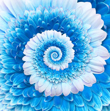 Gerber Flower Infinity Spiral Abstract Background