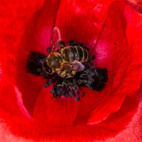 160_f_70058489_piarqcpl5rmurdzwovoozadtyssmpm8u