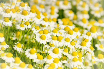 Poster - Field of chamomiles