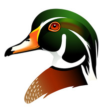 Vector Illustration Of Wood Duck