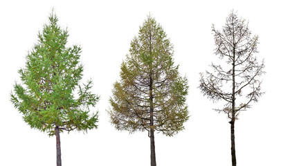 Wall Mural - three larch stage isolated on white