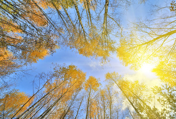 Wall Mural - gold autumn trees grow to bright sun