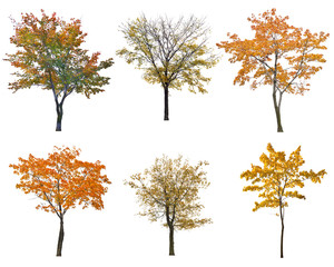 Wall Mural - set of six autumn trees isoalted on white