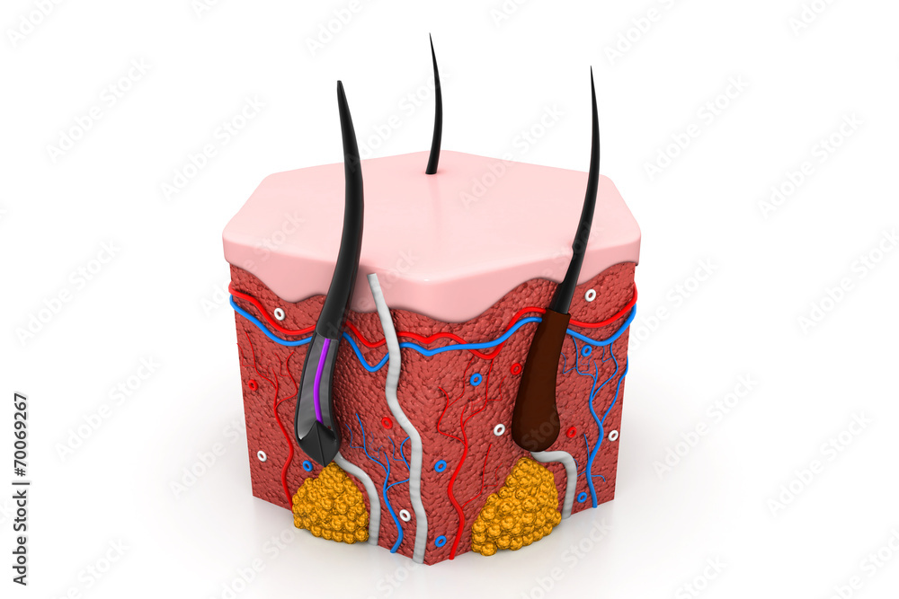 human skin anatomy cross section Stock Illustration | Adobe Stock