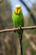 Female budgerigar